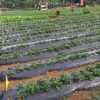Siddhi Mulching Film with Hole Mulching Paper 30 Micron 3.25 Feet 1200mm 400 Meter - Image 2