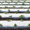 White / Black Mulching Film 30 Micron 3.25 feet 400 Meter - Image 2