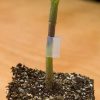 Grafting Clip Silicone 2.5 mm - Image 6