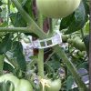 Plant Support Clips Tomato Clips - Image 2