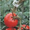 Plant Support Clips Tomato Clips - Image 4