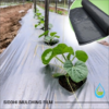 Mulching Film 25 Micron Black / Silver 3 feet x 800 Meter Roll - Image 4