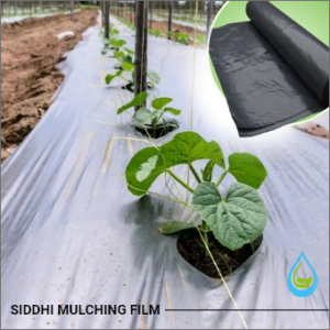 Mulching Film 30 Micron 4 feet 400 Meter