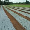 Siddhi Mulch Film 100 micron 4 feet x 400 meter - Image 5