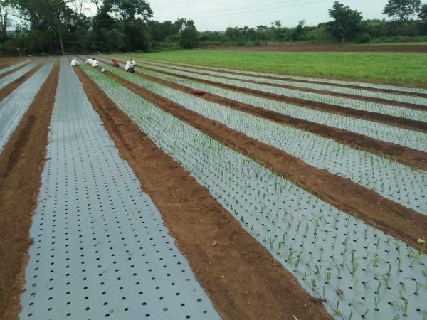 Onion / Garlic Mulch Film 25 Micron 4 feet 400meter 4 inch x 4 inch -10 hole per line - Image 5