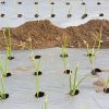Onion / Garlic Mulch Film 25 Micron 4 feet 400meter 4 inch x 4 inch -10 hole per line