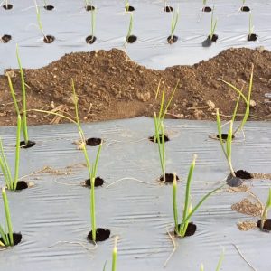 Onion / Garlic Mulch Film 25 Micron 4 feet 400meter 4 inch x 4 inch -10 hole per line