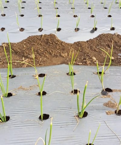 Onion / Garlic Mulch Film 25 Micron 4 feet 400meter 4 inch x 4 inch -10 hole per line