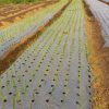 Siddhi Mulch Film 100 micron 4 feet x 400 meter - Image 3