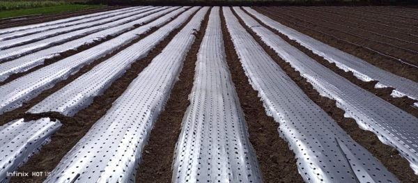 Onion / Garlic Mulch Film 25 Micron 4 feet 400meter 4 inch x 4 inch -10 hole per line - Image 2