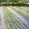 Weed Mat 4.2 Meter (13.5 Feet) Width 100 Meter (320 Feet) Length 110 GSM MATERIAL- SULZAR - Image 3