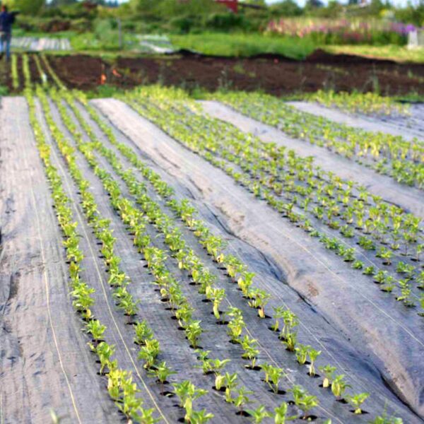 Weed Mat 3 Meter (10 Feet) Width 100 Meter (320 Feet) Length 110 GSM - Image 3