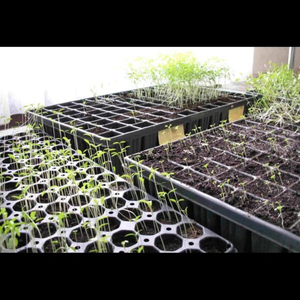Sugarcane Nursery Tray 60 Cavities Square - Image 4