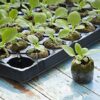 Cocopeat coin block Coir pith for kitchen and terrace gardening Potting Mixture Soil Manure Cake - Image 4