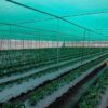Green Shade Net 50% UV Sun Protected for Terrace, Garden, Green House, Balcony & Gardening Multipurpose Agro net of Size 5.5 meter x 50 meter - Image 7