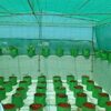 Green Shade Net 75% shade, UV Protected, HDPE Material for Terrace Garden, Green  Balcony and Gardening House of Size 5.5 meter x 50 meter - Image 5