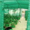 Green Shade Net 75% shade, UV Protected, HDPE Material for Terrace Garden, Green  Balcony and Gardening House of Size 5.5 meter x 50 meter - Image 3