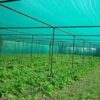Green Shade Net 75% shade, UV Protected, HDPE Material for Terrace Garden, Green  Balcony and Gardening House of Size 5.5 meter x 50 meter - Image 4