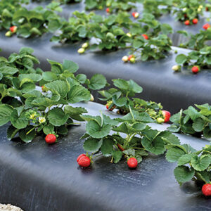 18 Micron Mulching Sheet 1.2m x 400m 3 to 5 months crop