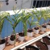 Poly Grow Bags 24x24x40 cm White Outside Black Inside - Image 5