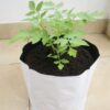 Poly Grow Bags 24x24x40 cm White Outside Black Inside - Image 6