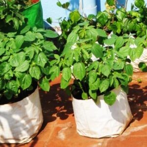 Poly Grow Bags 24x24x40 cm White Outside Black Inside