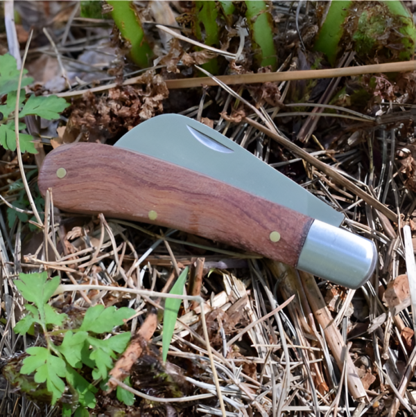 Foldable Grafting Knife of 172mm length with wooden handle - Image 2
