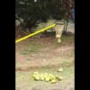 FESTEL Shock Proof Multipurpose 6-18 feet Extendable Pole with 2 Attachments (Coconut Plucker and Mango Fruit Picker) - Image 3