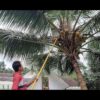 FESTEL Shock Proof Multipurpose 6-18 feet Extendable Pole with 2 Attachments (Coconut Plucker and Mango Fruit Picker) - Image 4