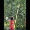 FESTEL Shock Proof Multipurpose 6-18 feet Extendable Pole with 2 Attachments (Coconut Plucker and Mango Fruit Picker) - Image 2