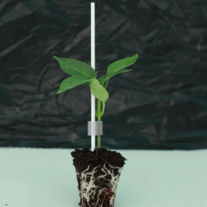 SIDDHI GRAFTING SUPPORT STICKS (pack of 100)
