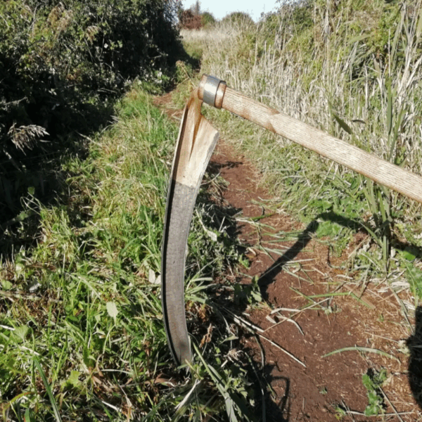 Siddhi Scythe With 23 Inch Blade For Harvesting Grass or Crops - Image 2
